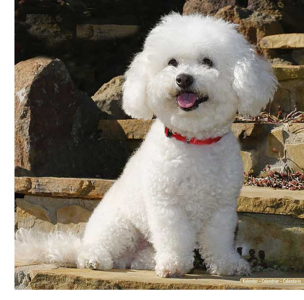 best dogs for seniors, bichon frise