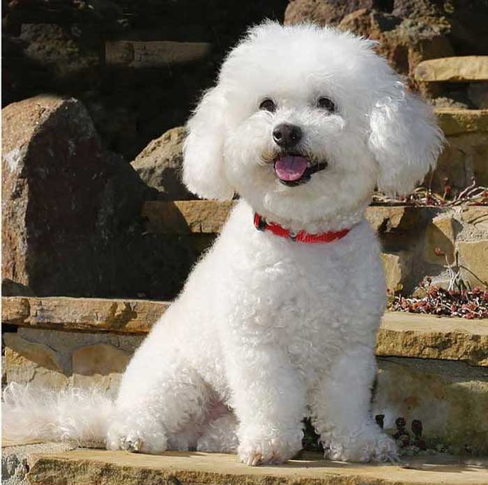 The BEST dogs for old people: Bichon Frise