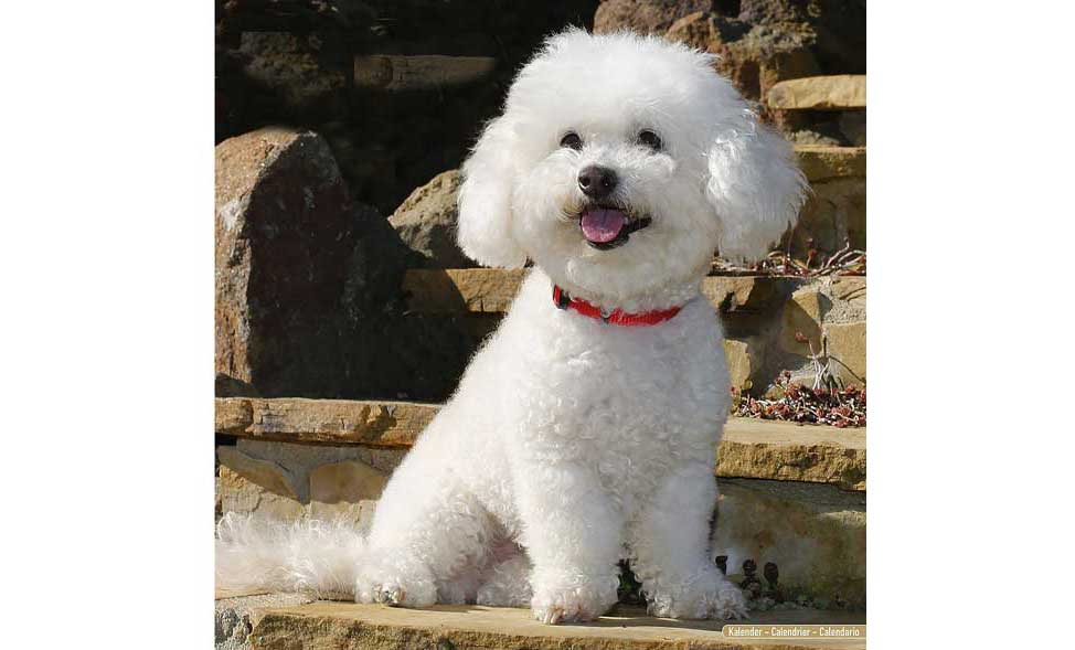 best dogs for elderly seniors, Bichon Frise