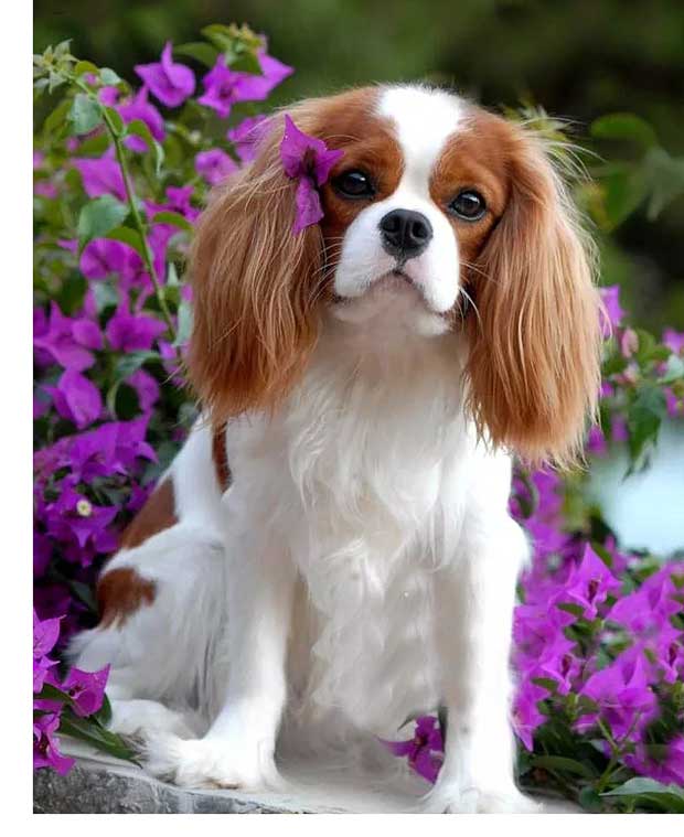 best dogs for seniors, cavalier king charles spaniel