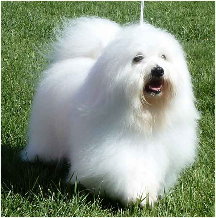 The BEST dogs for old people: Coton De Tulear