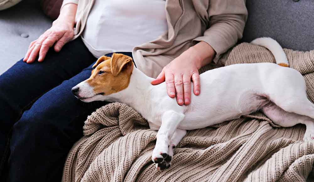 best dogs for elderly seniors, giving affection best dogs for elderly seniors, giving affection