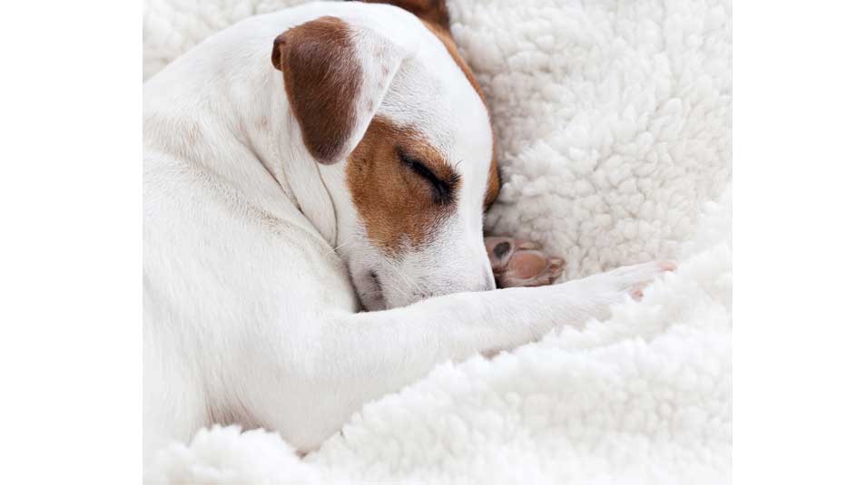 best dogs for elderly seniors, providing a good place to sleep best dogs for elderly seniors, providing a good place to sleep