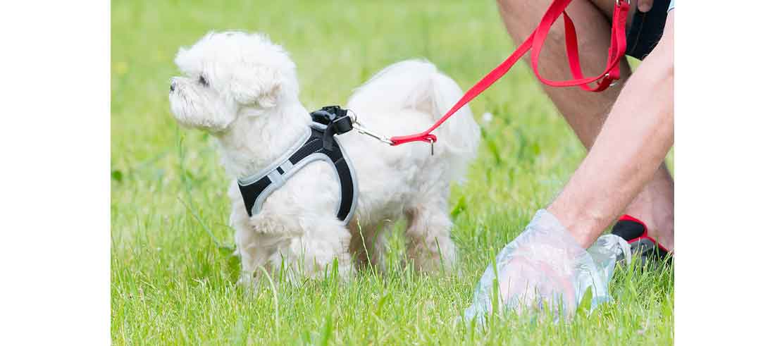 best dogs for elderly seniors, clean up after best dogs for elderly seniors, clean up after