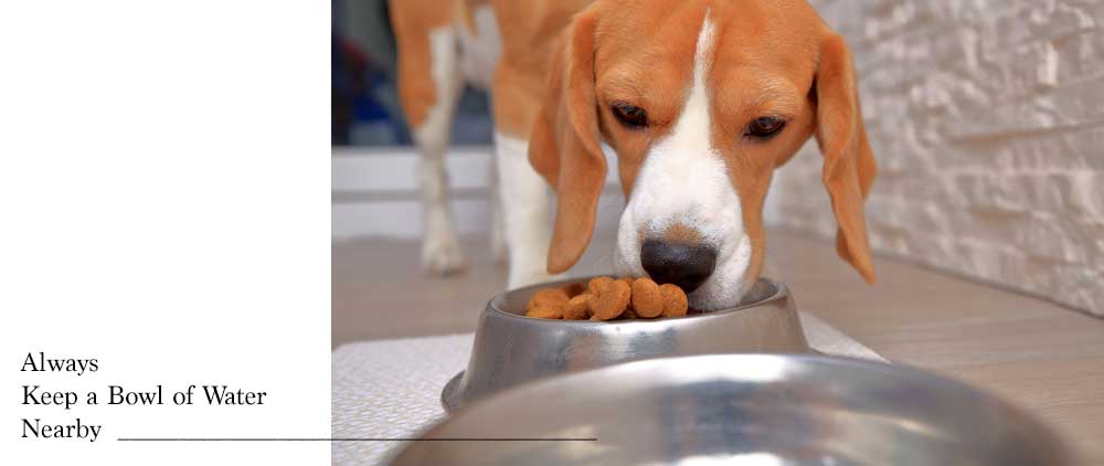 best dogs for elderly seniors, feeding best dogs for elderly seniors, feeding