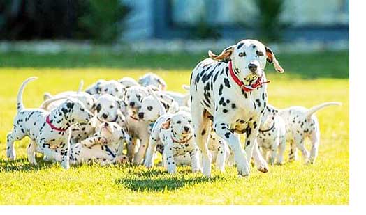 These are NOT the best dogs for old people. Dalmations