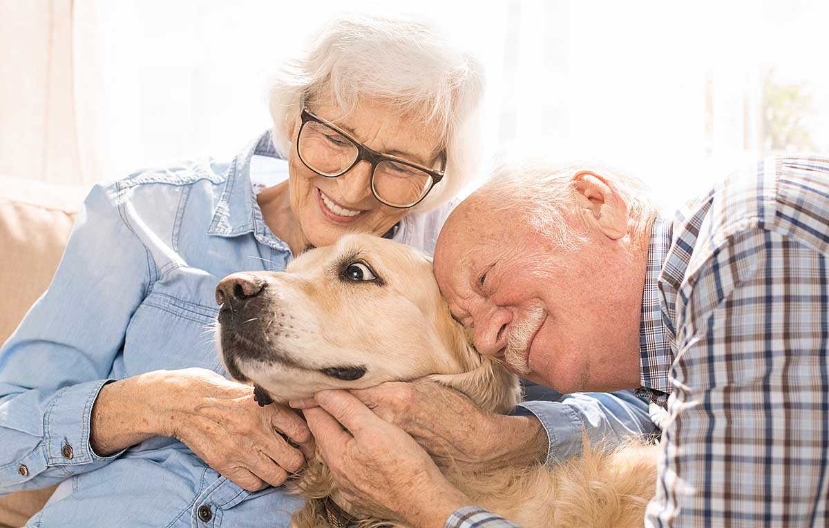7 Best Dogs For Seniors 7 Best Dogs For Seniors