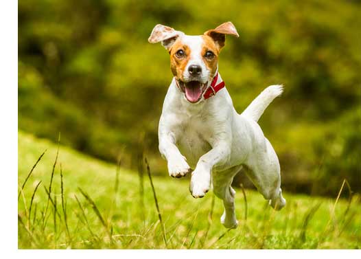 These are NOT the best dogs for old people. Jack Russel Terriers, or, any kind of "terrier" for that matter.