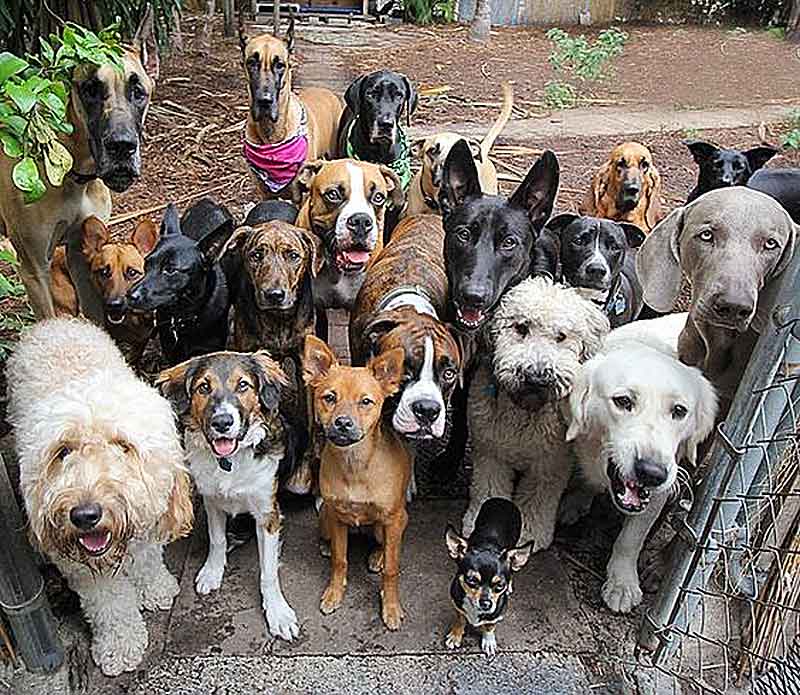 The BEST dogs for old people: Mutts and Rescues.