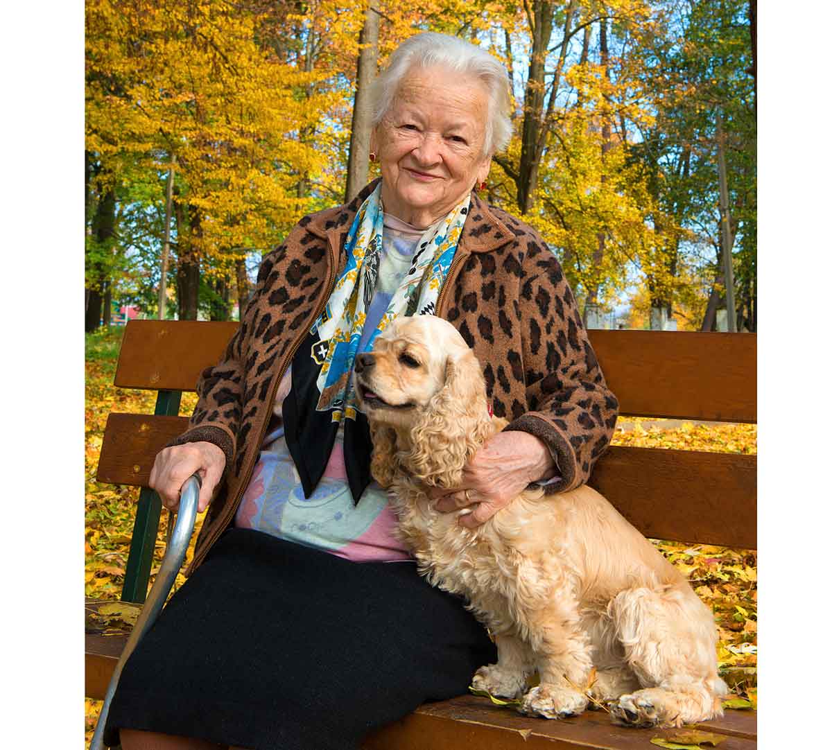 best dogs for elderly best dogs for elderly