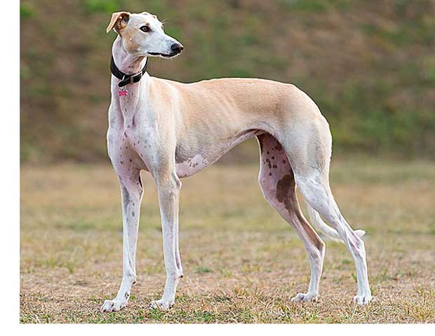 best dogs for seniors, greyhound