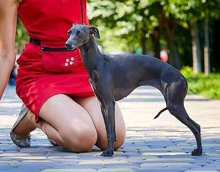 The BEST dogs for old people: Italian Greyhound