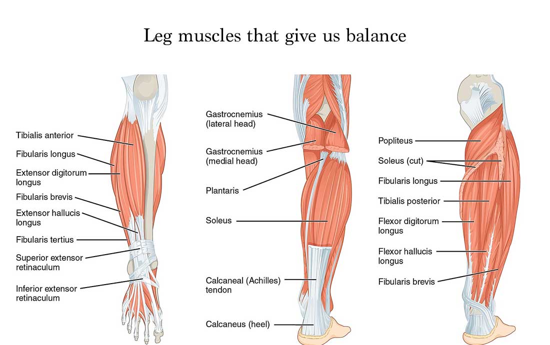 Leg strengthening exercises for seniors. Why leg strength and balance is important. Leg strengthening exercises for seniors. Why leg strength and balance is important.