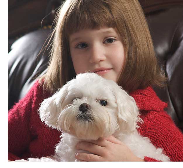 best dogs for seniors, maltese