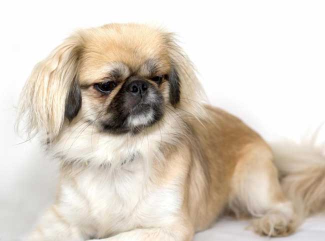 The BEST dogs for old people: Pekingese