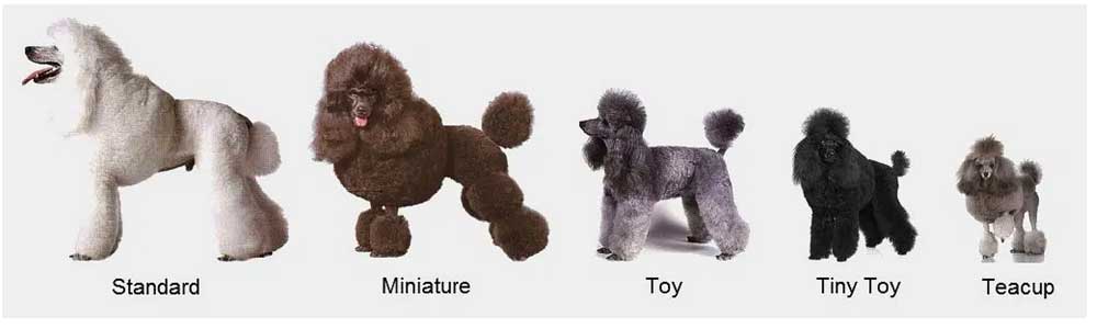 best dogs for seniors, poodles