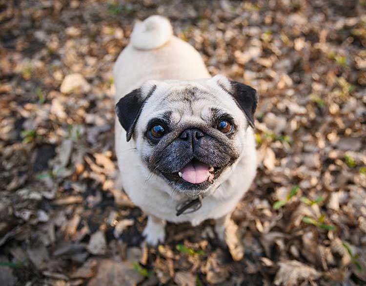 The BEST dogs for old people: Pug