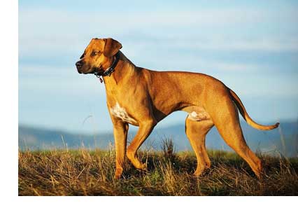 best dogs for elderly seniors, what about large dogs?