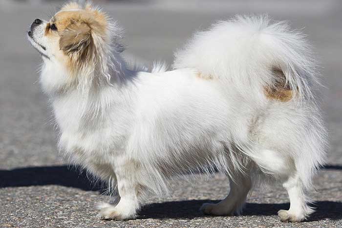 The BEST dogs for old people: Tibetan Spaniel