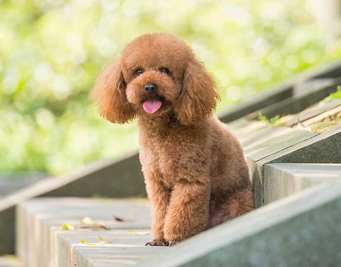 The BEST dogs for old people: Toy Poodle